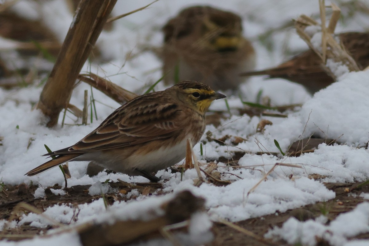 Horned Lark - ML645110865