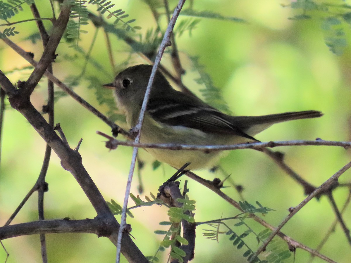 Hammond's Flycatcher - ML645110870