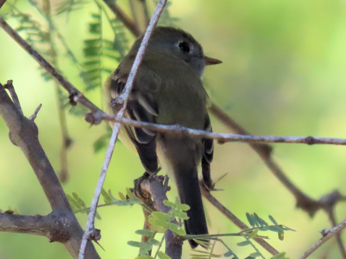 Hammond's Flycatcher - ML645110872