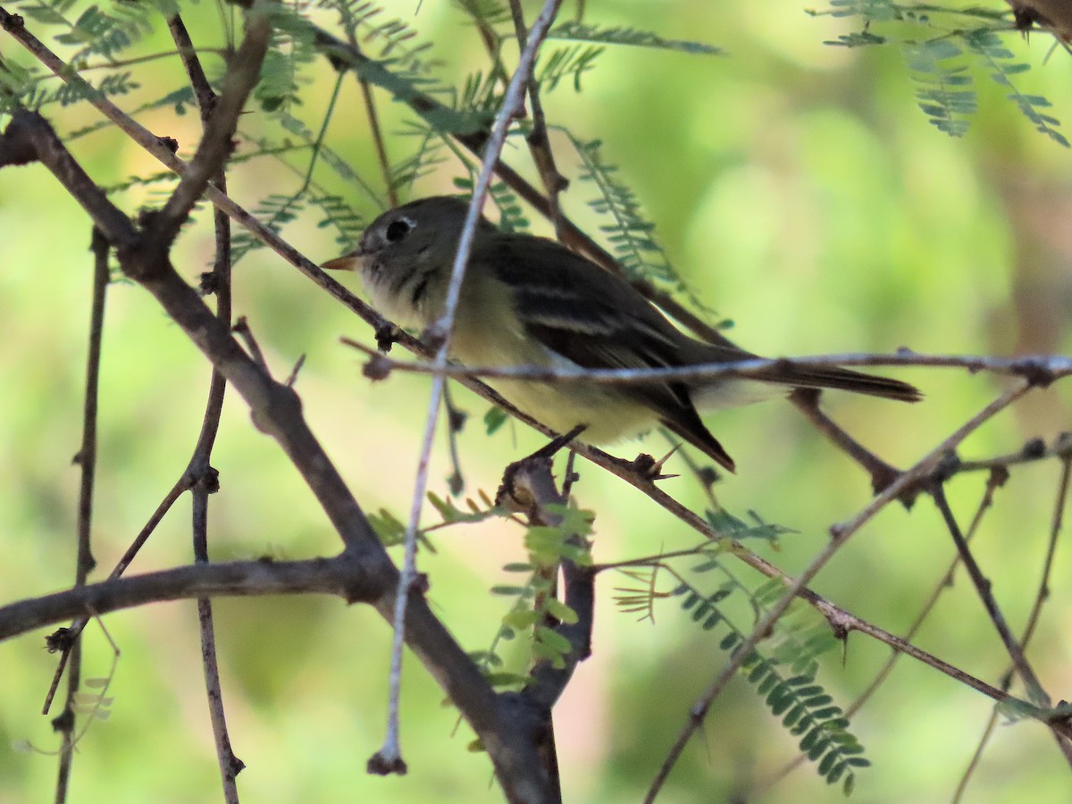 Hammond's Flycatcher - ML645110873