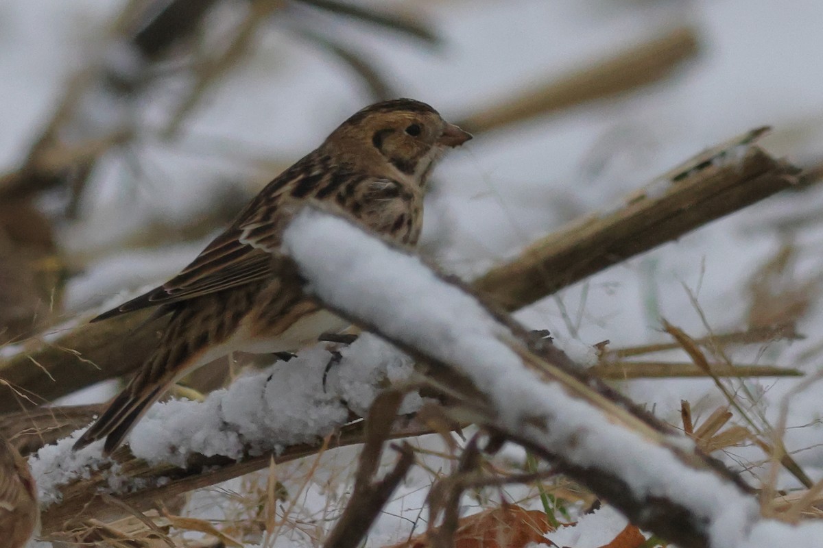 Lapland Longspur - ML645110874
