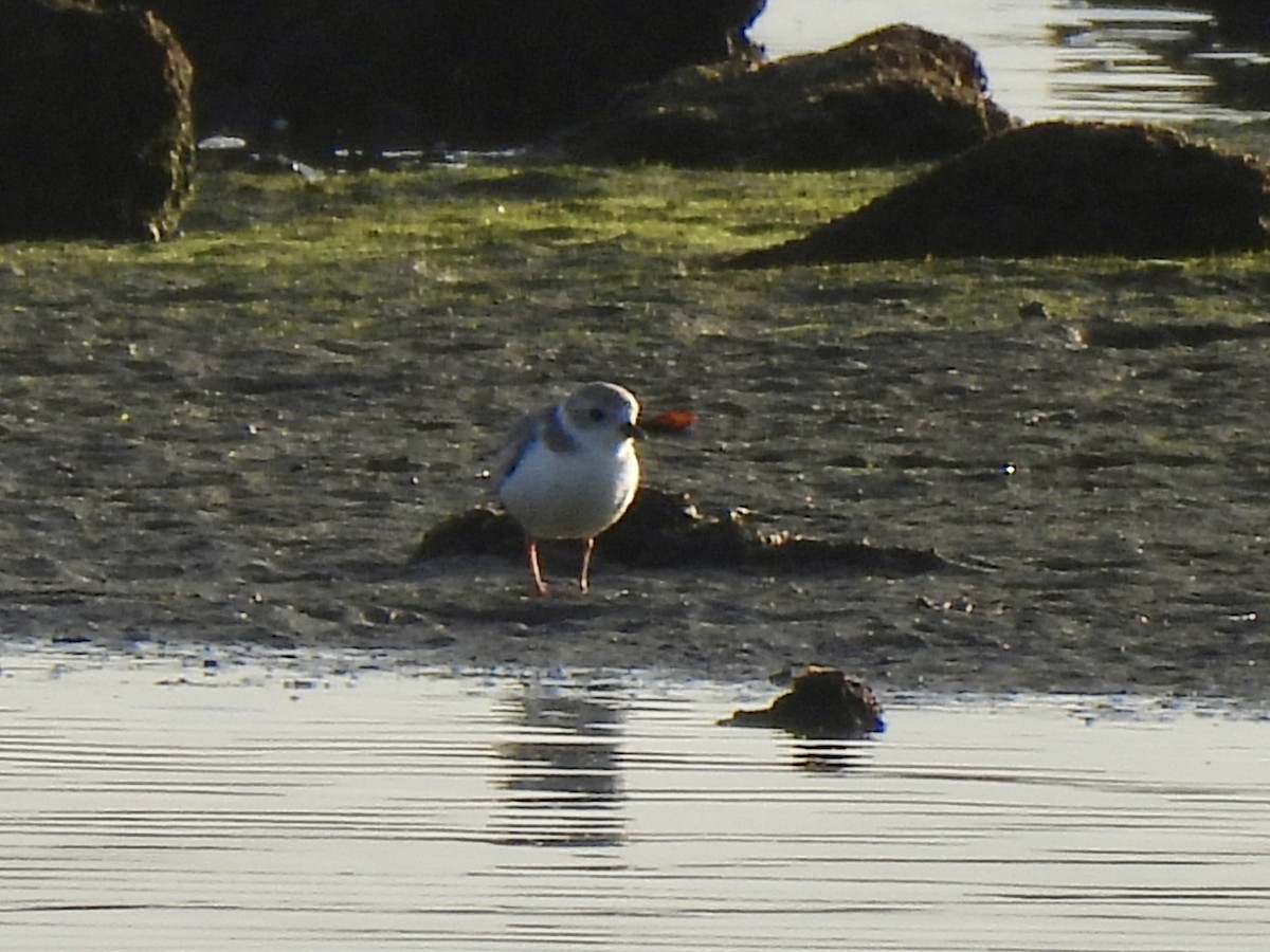 Piping Plover - ML645110884