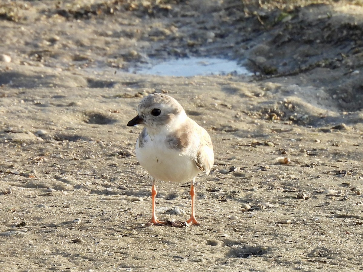 Piping Plover - ML645110886