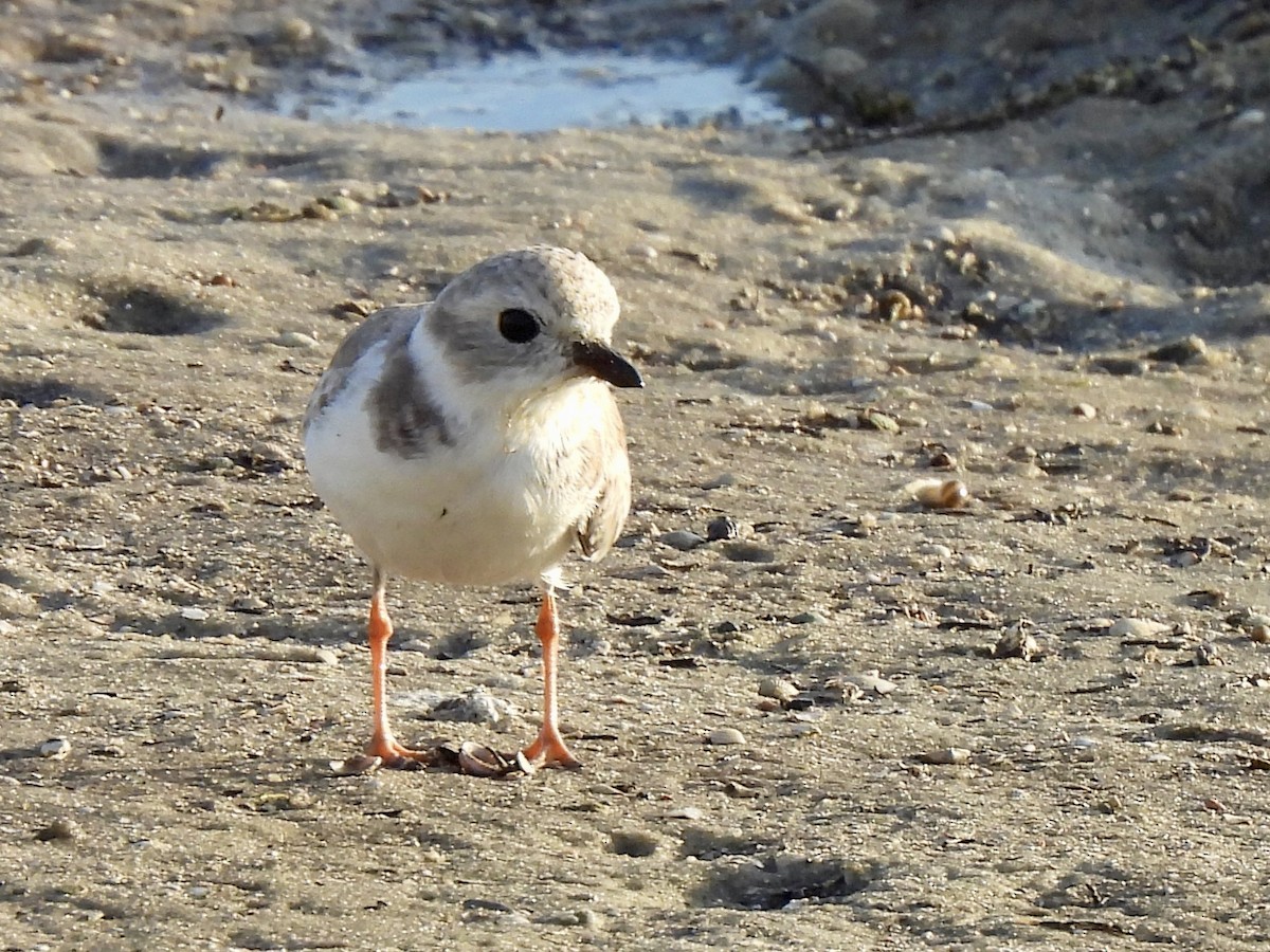 Piping Plover - ML645110887