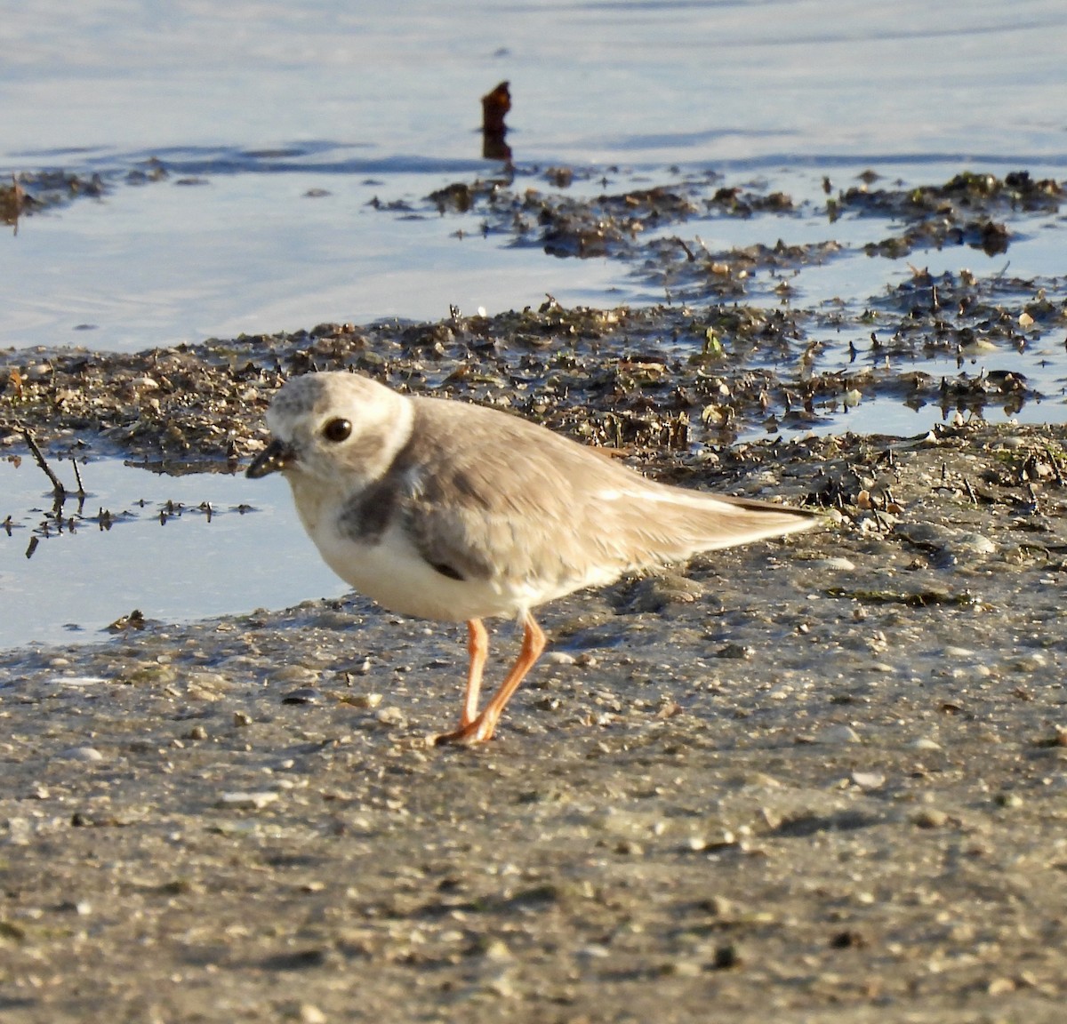 Piping Plover - ML645110888