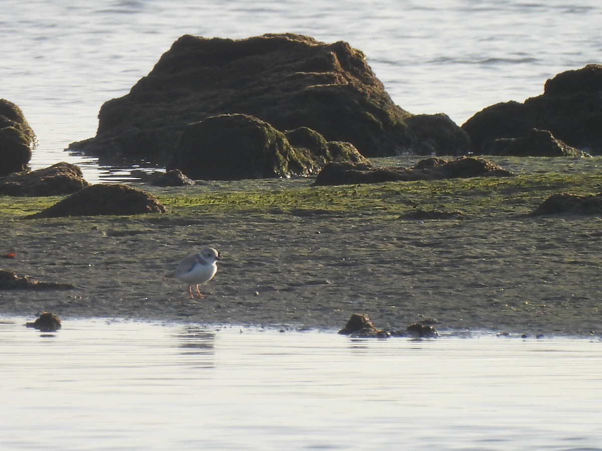 Piping Plover - ML645110889