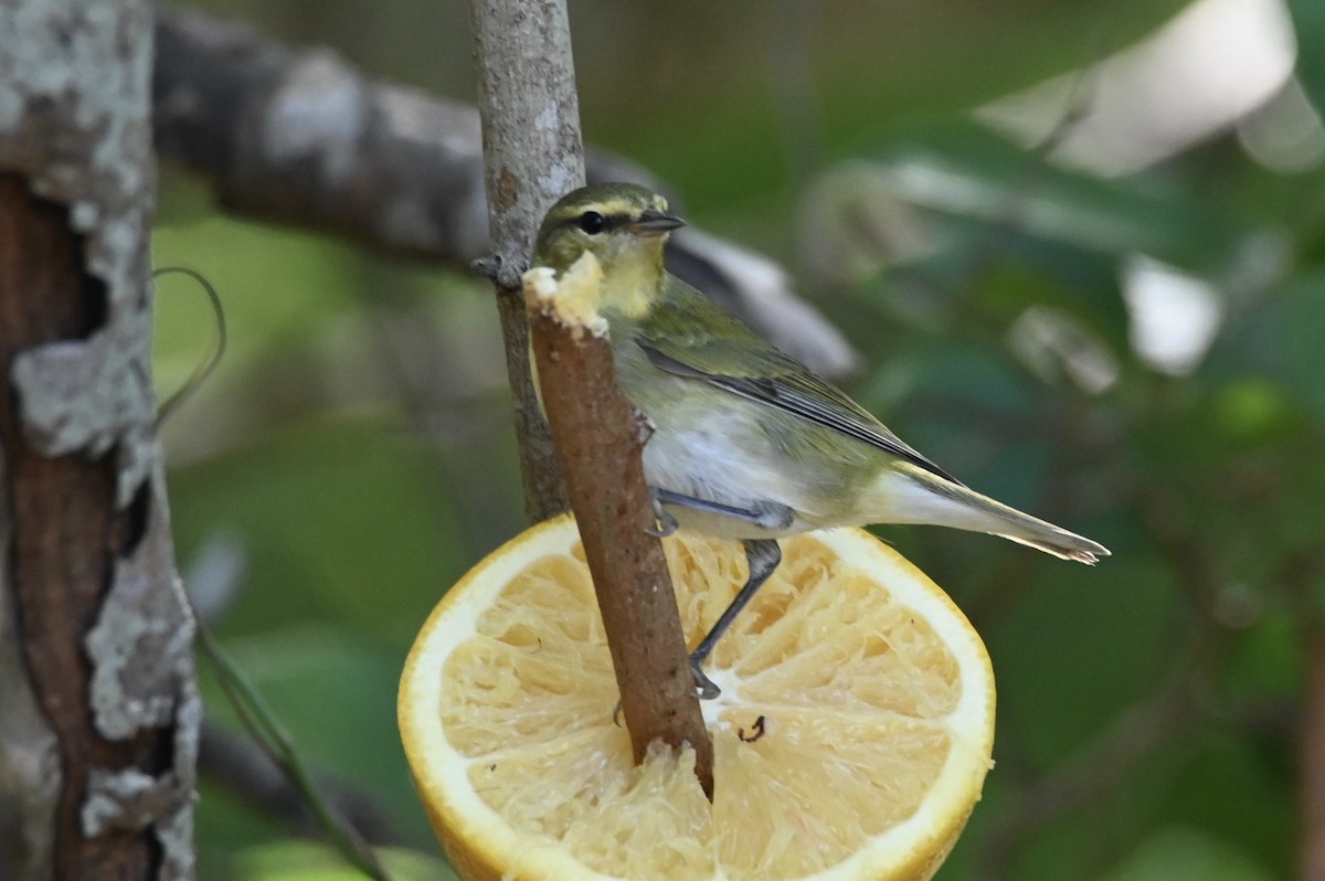 Tennessee Warbler - ML645110890