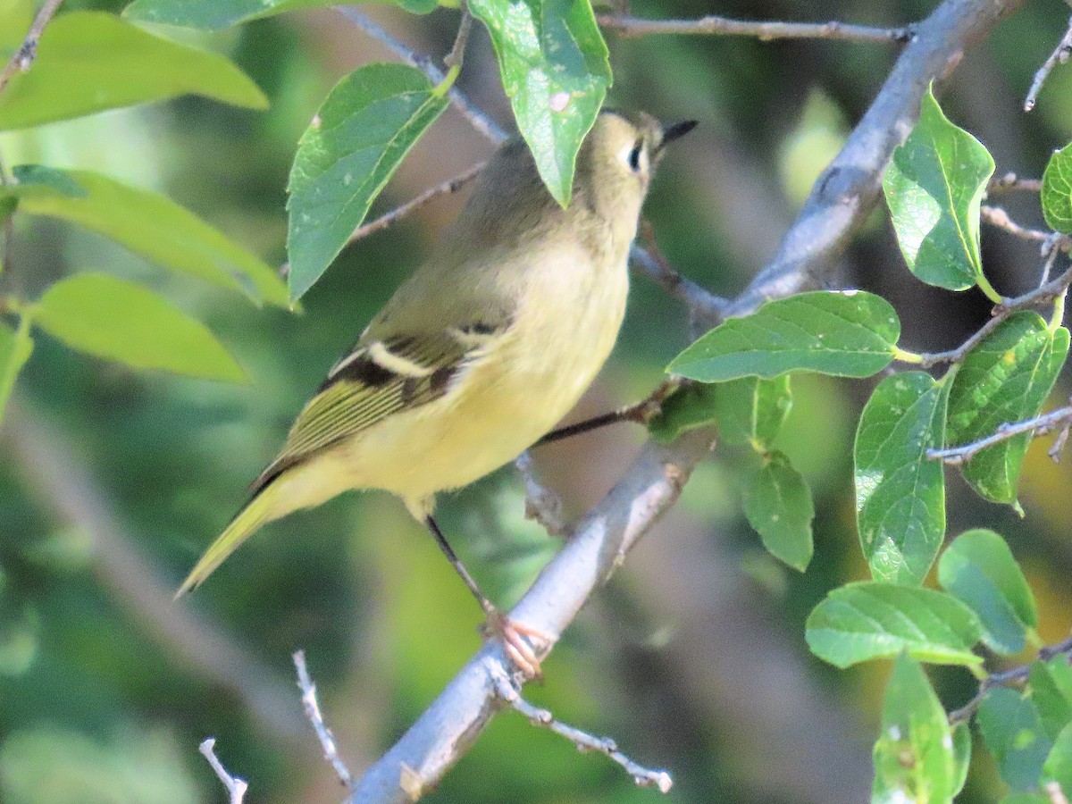 Ruby-crowned Kinglet - ML645110894