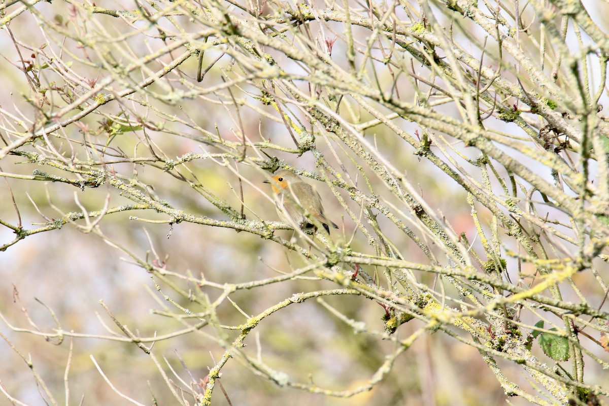 European Robin - ML645110902