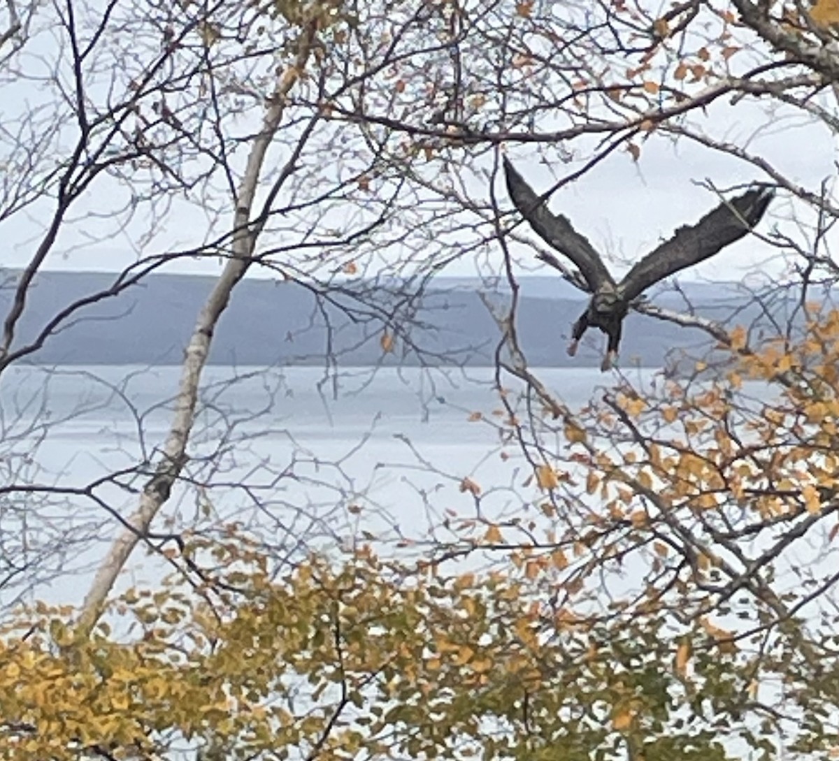 Bald Eagle - ML645110934