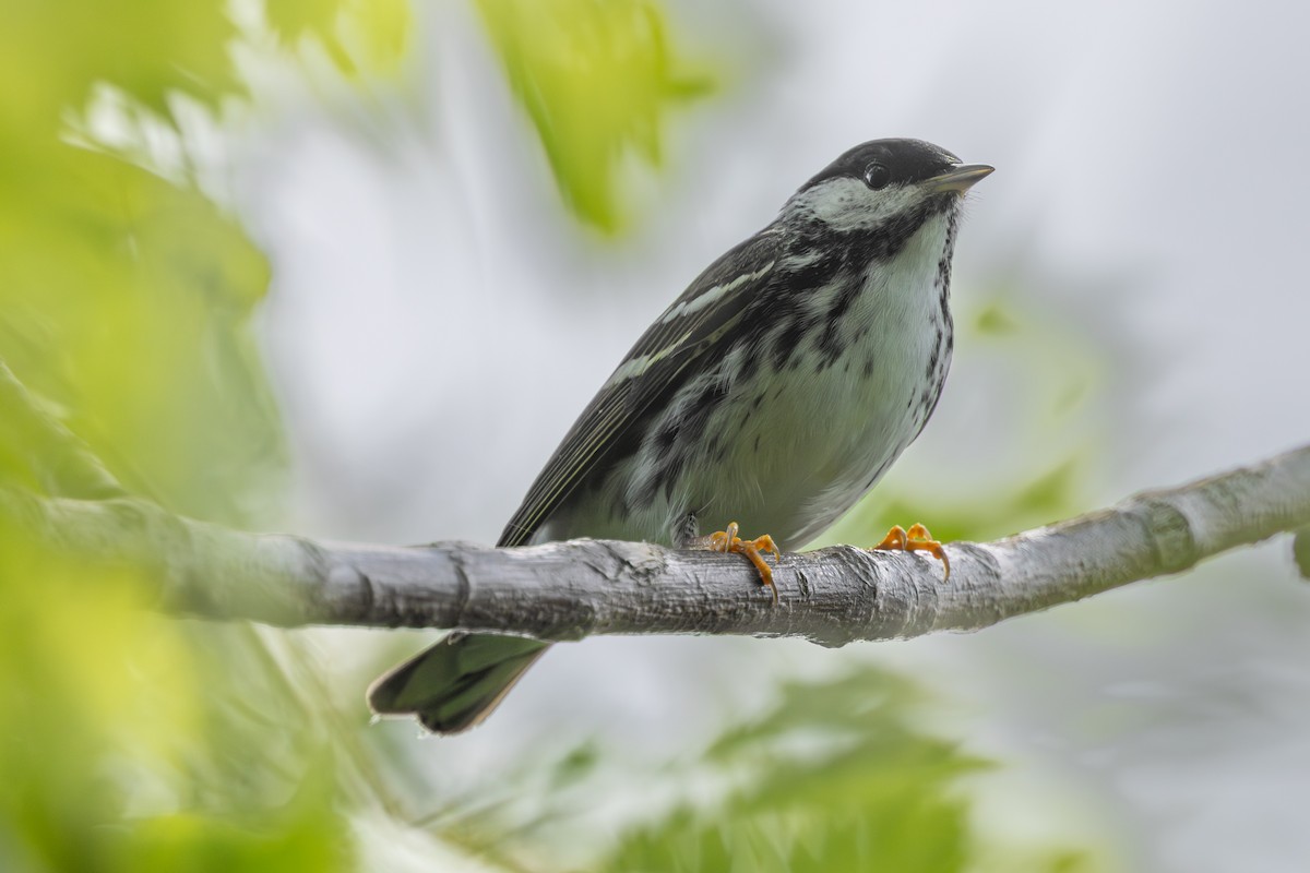 Blackpoll Warbler - ML645110941