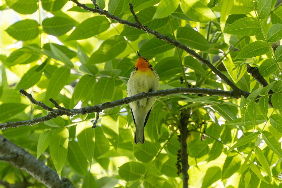 Blackburnian Warbler - ML645110944
