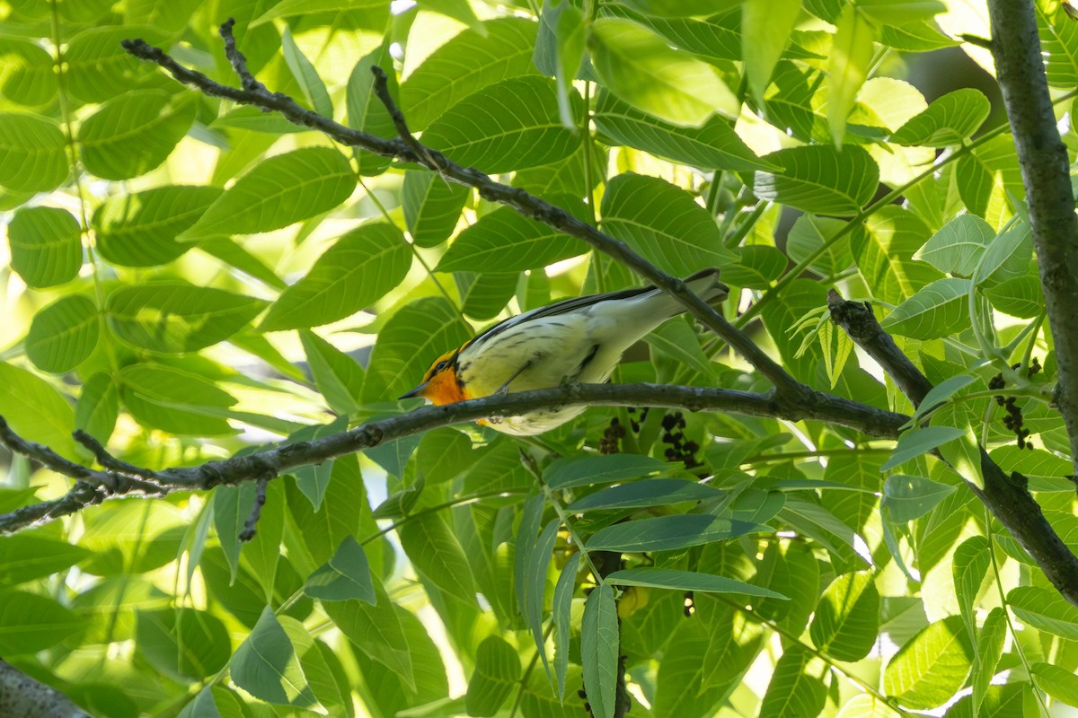 Blackburnian Warbler - ML645110945