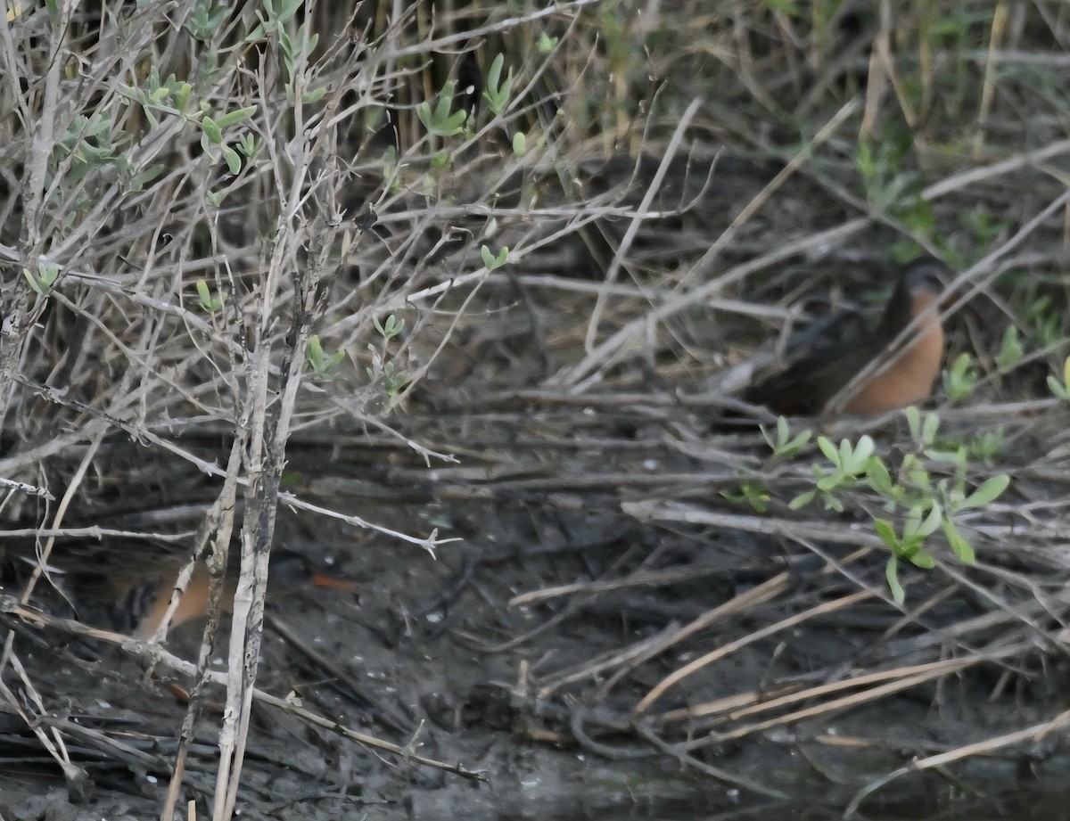Virginia Rail - ML645110967