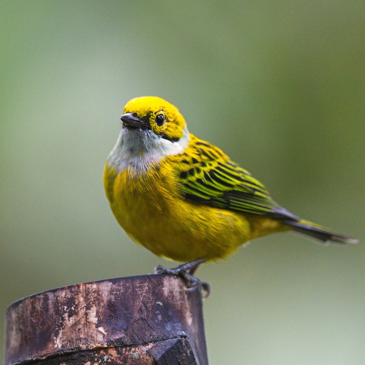 Silver-throated Tanager - ML645110987