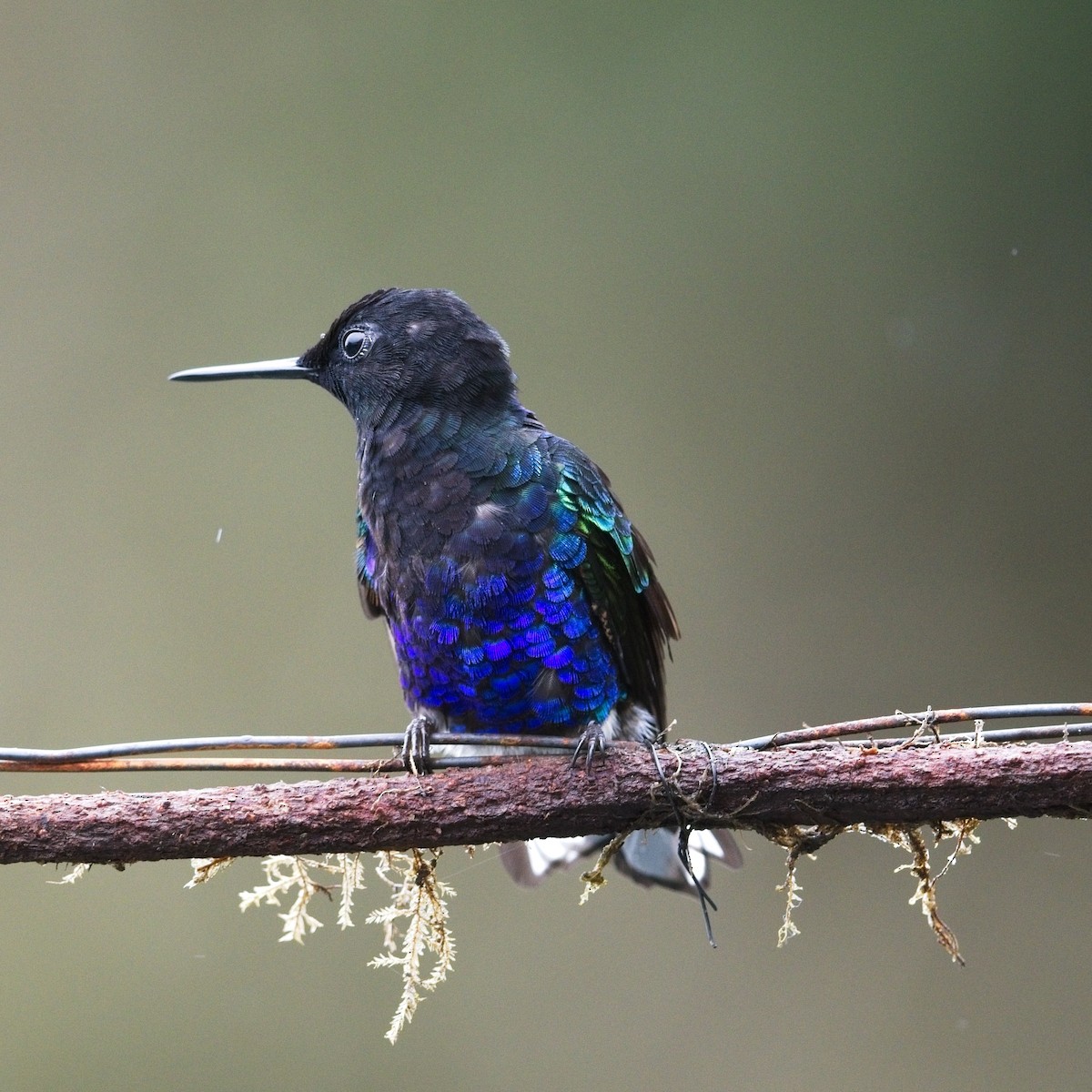 Velvet-purple Coronet - ML645111011