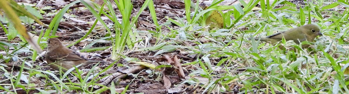 Passerin indigo - ML645111015