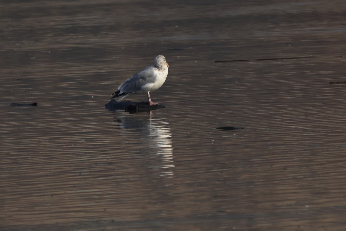 Мартин американський - ML645111018