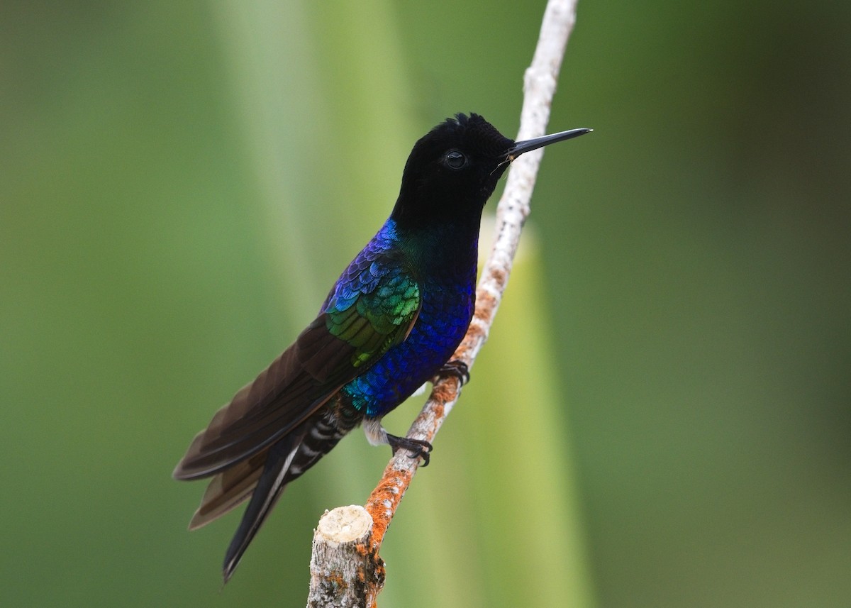 Velvet-purple Coronet - ML645111024