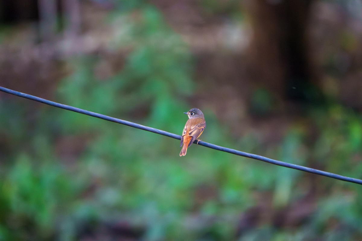 Gobemouche ferrugineux - ML645111029