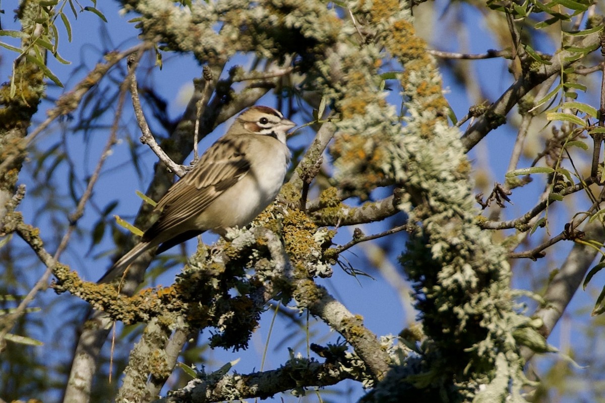Lark Sparrow - ML645111036