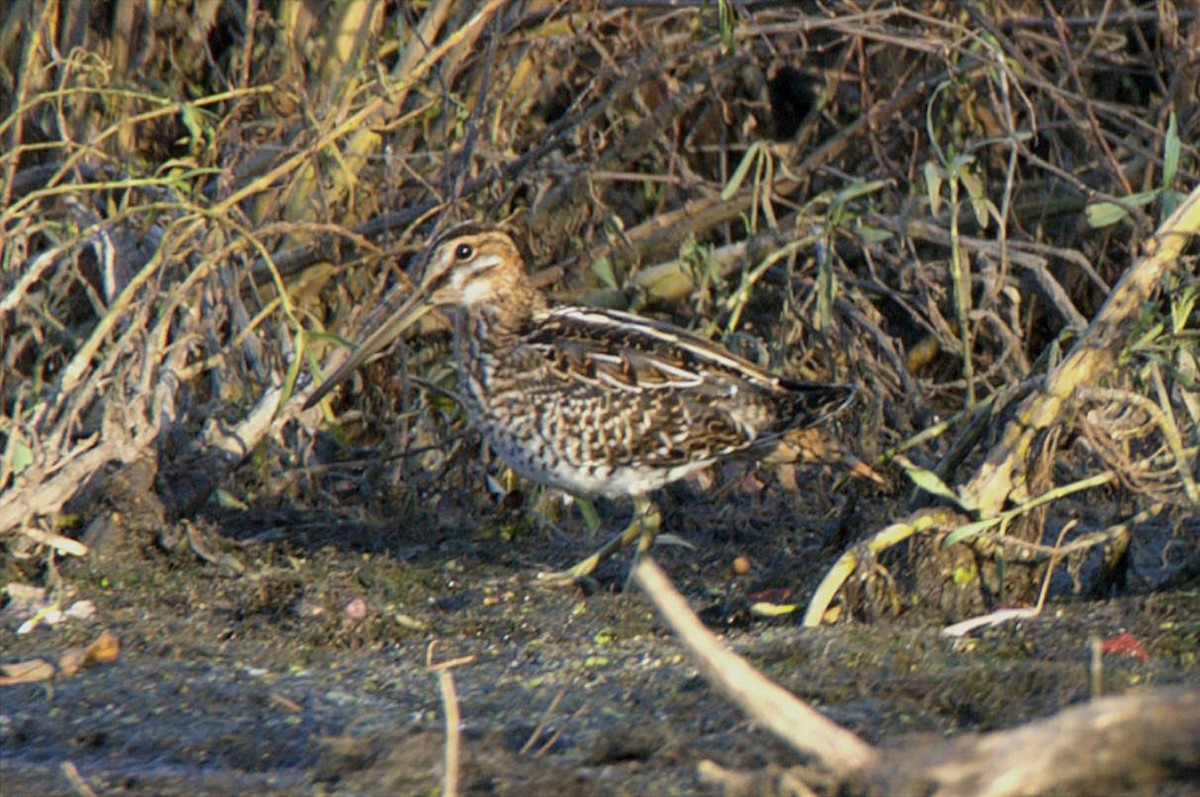 Wilson's Snipe - ML645111040