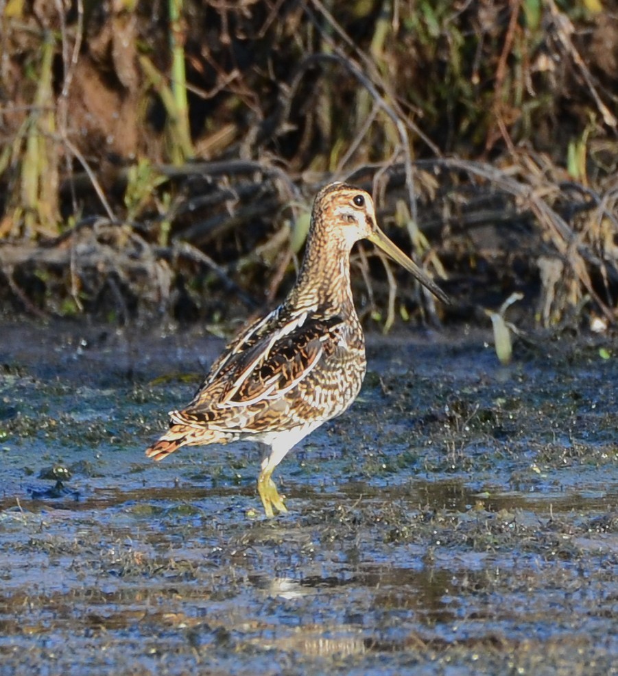 Wilson's Snipe - ML645111041