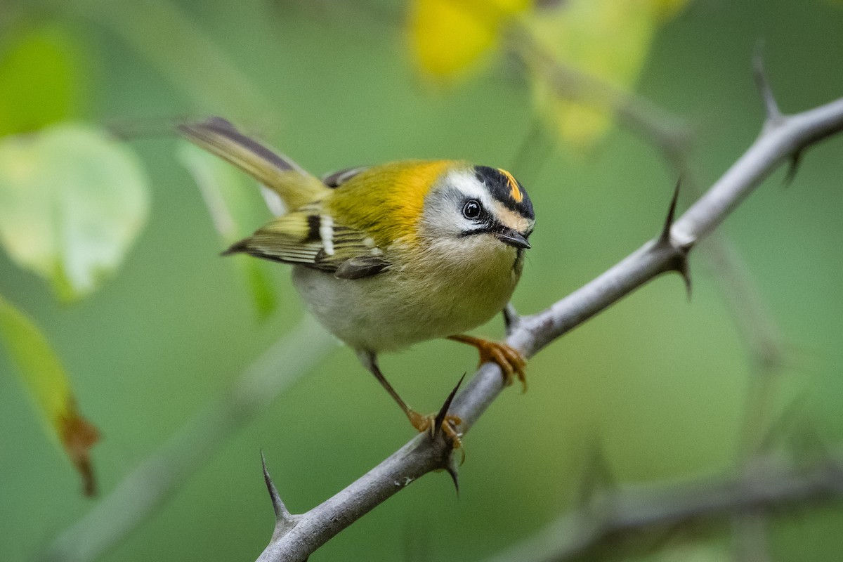 Sommergoldhähnchen - ML645111055