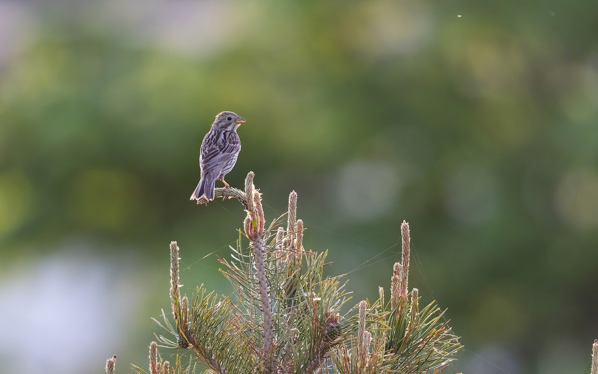 Strillozzo - ML645111063