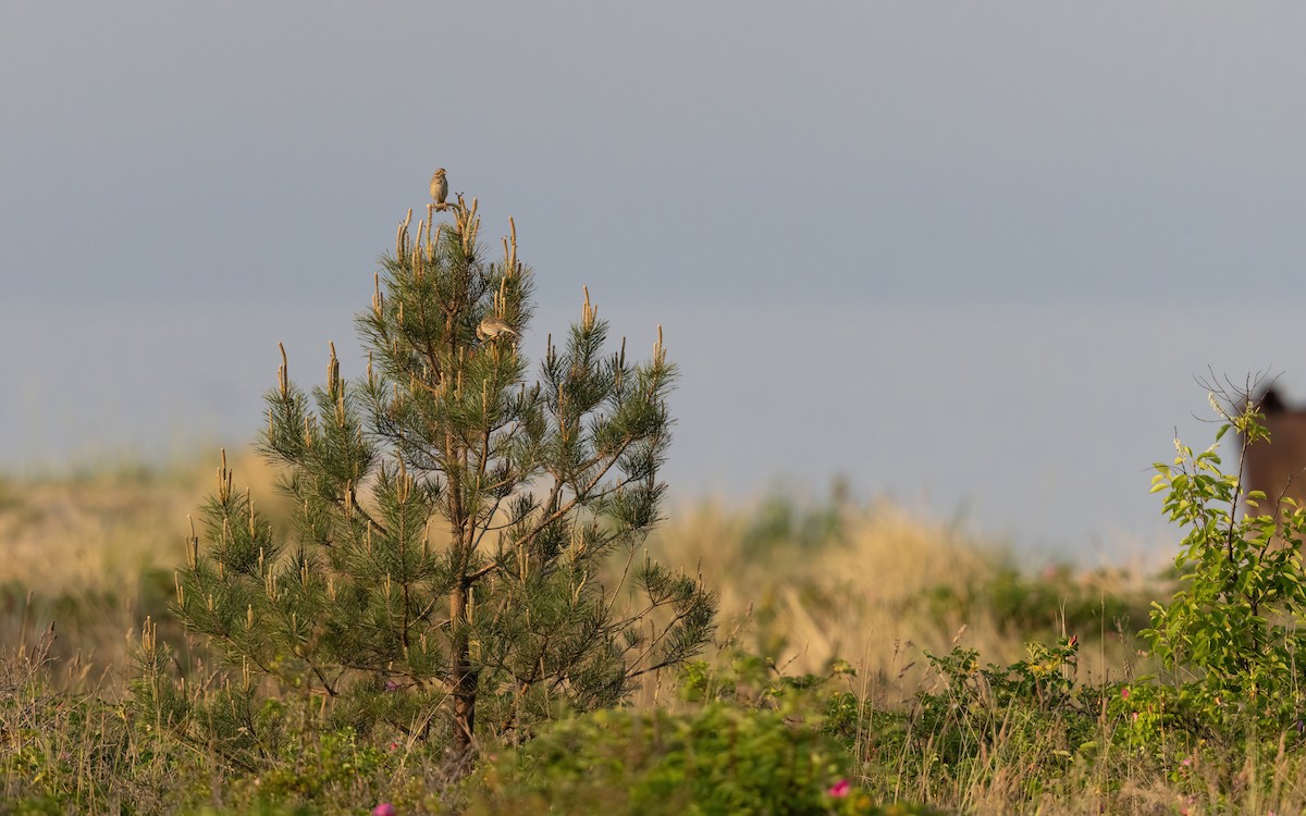 Strillozzo - ML645111064