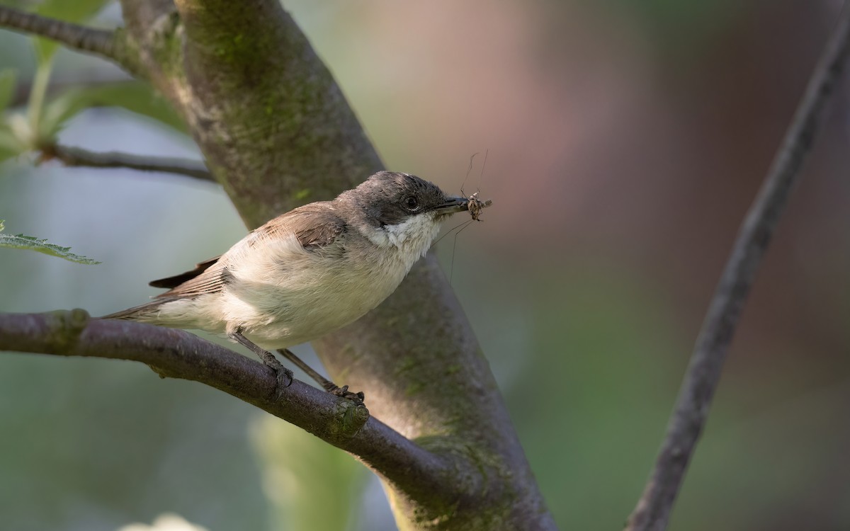 Bigiarella - ML645111066