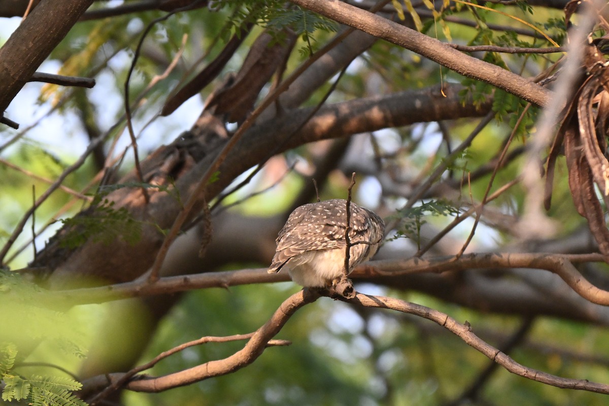 Brahmakauz - ML645111070