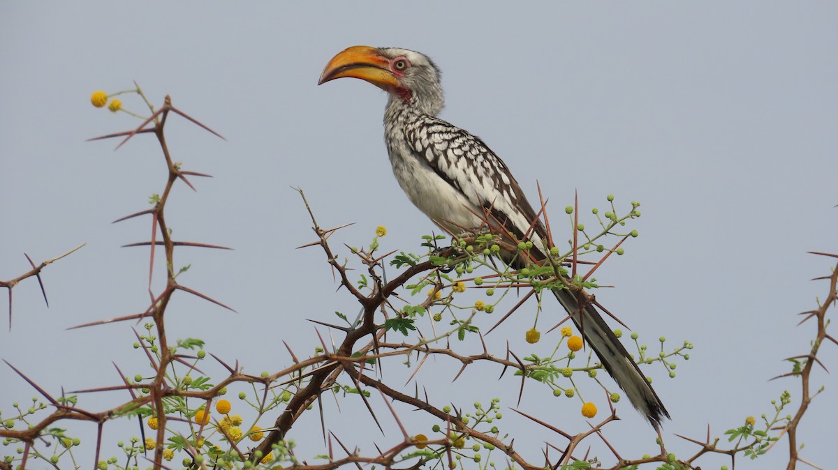 Rotringtoko - ML645111072