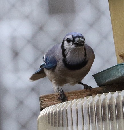 Geai bleu - ML645111077