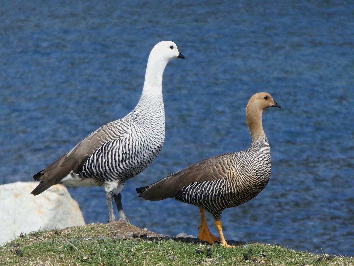 Magellangans - ML645111080