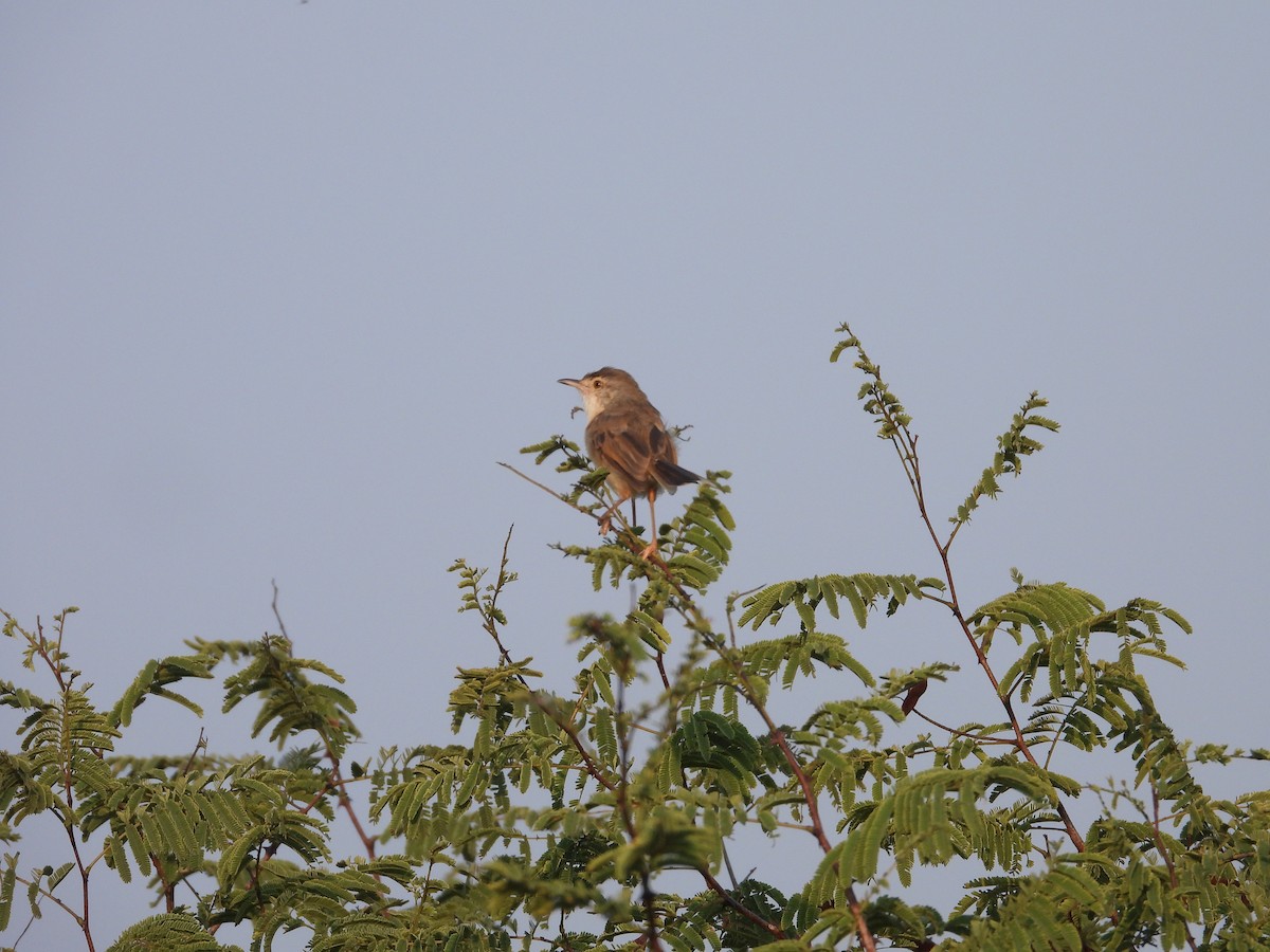 Dschungelprinie - ML645111088