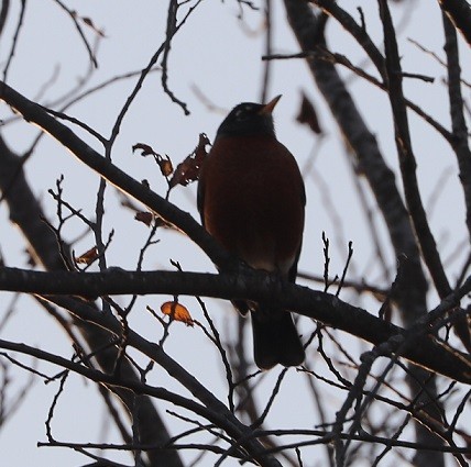 Wanderdrossel - ML645111091