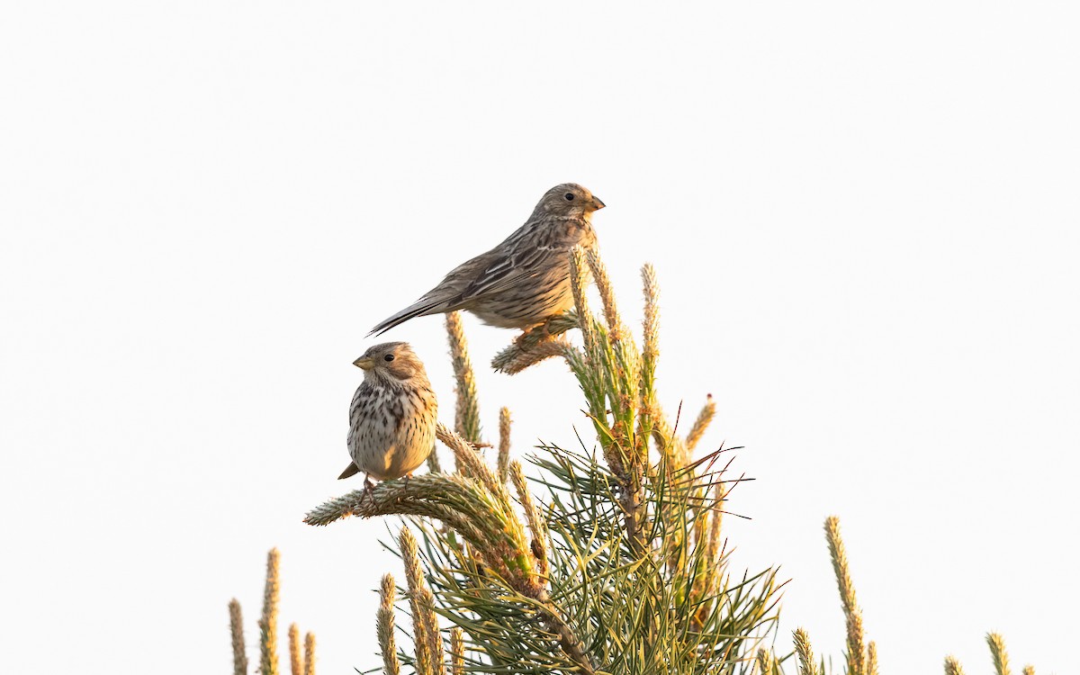 Grauammer - ML645111093