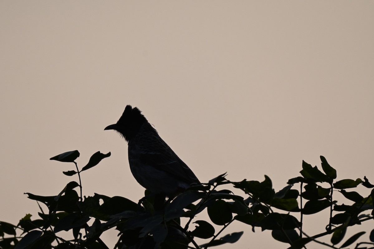 Rotsteißbülbül - ML645111094