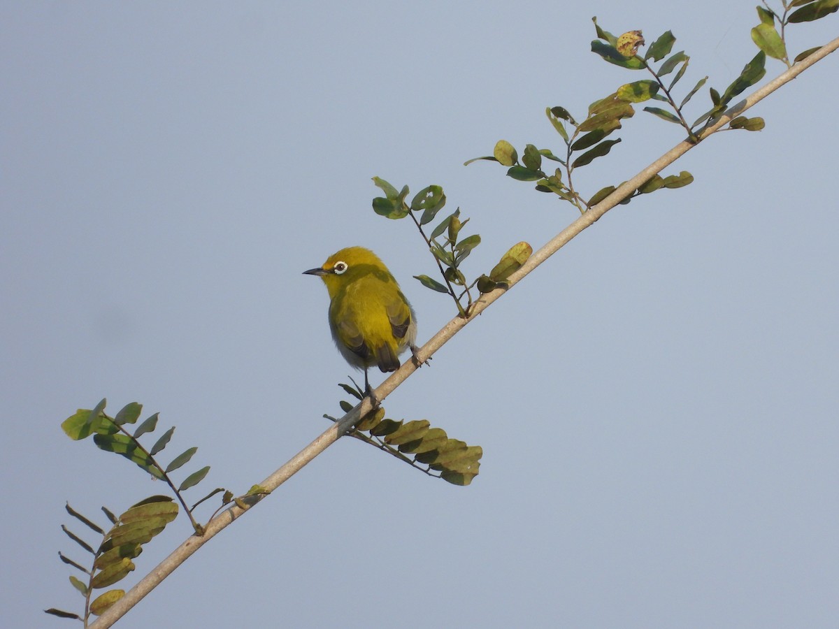 Gangesbrillenvogel - ML645111096