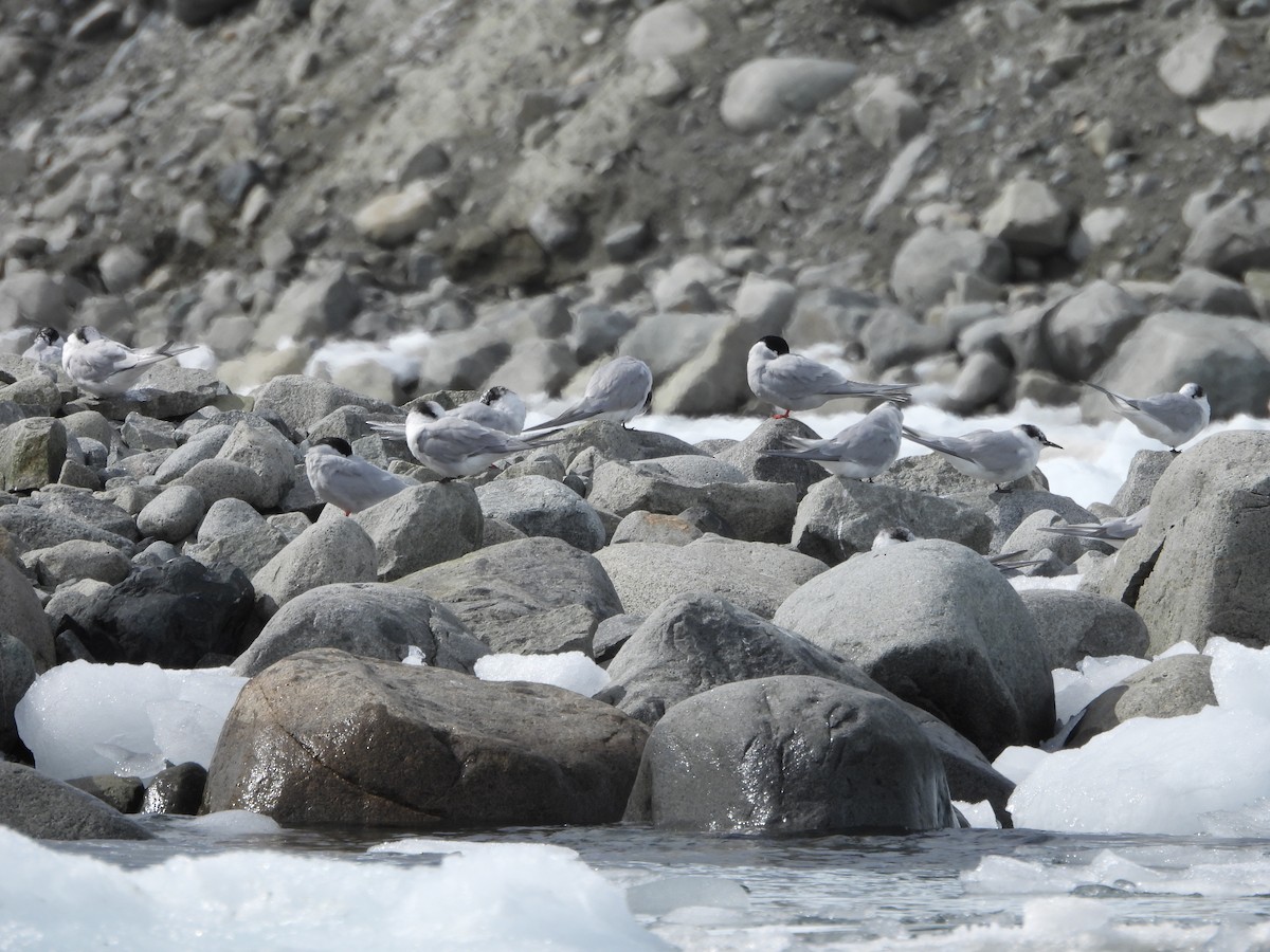 Antarctic Tern - ML645111102