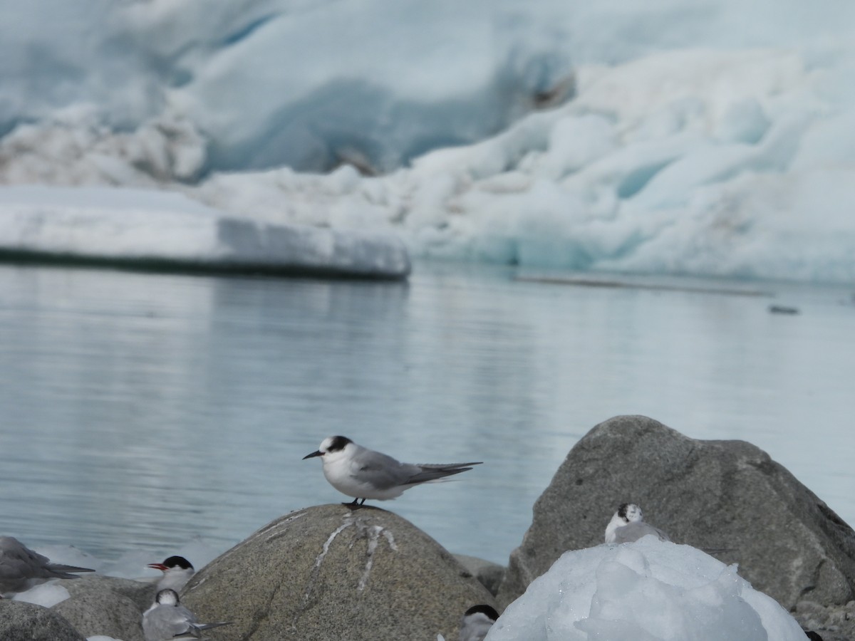 Antarctic Tern - ML645111103