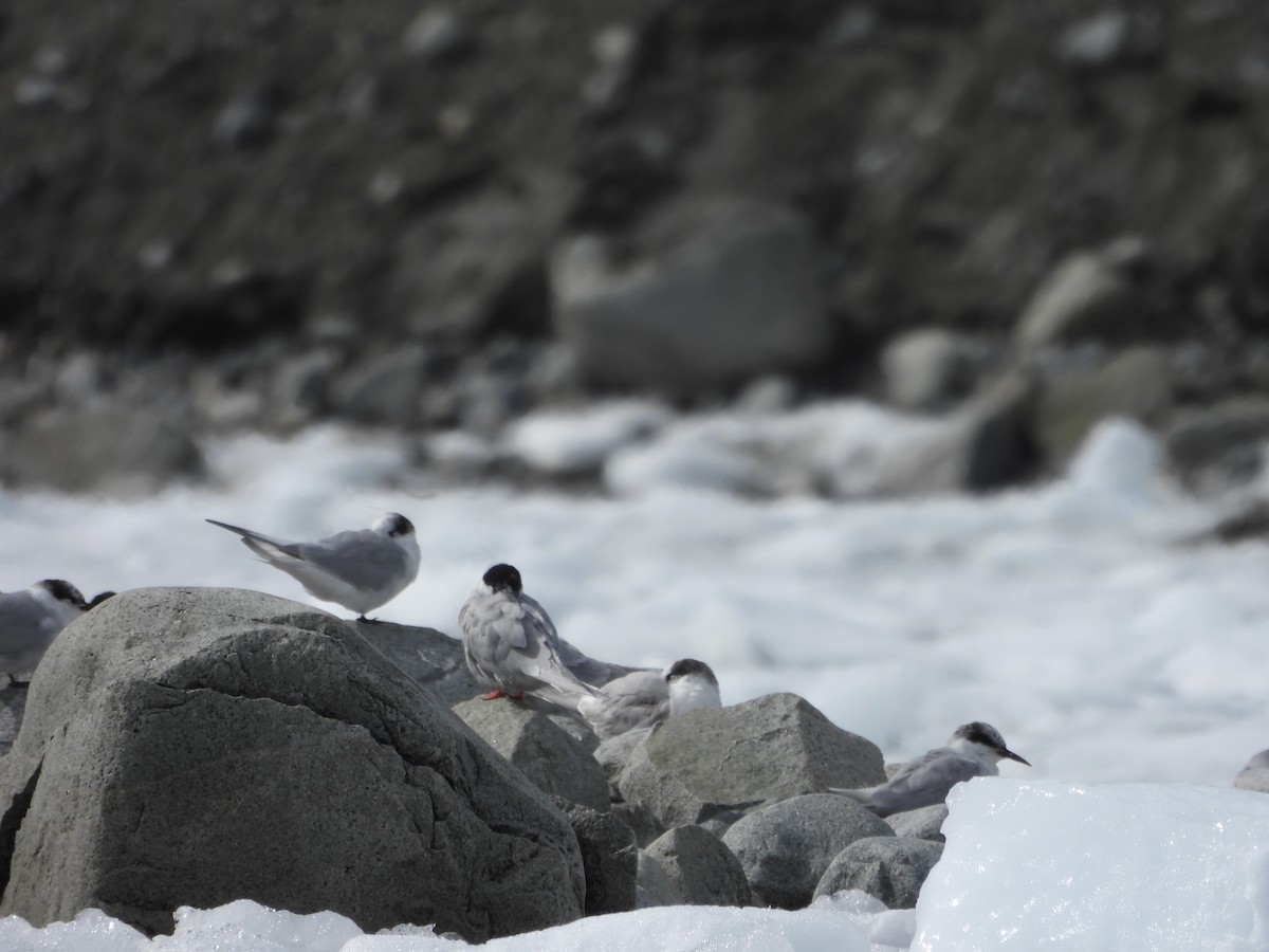 Antarctic Tern - ML645111104