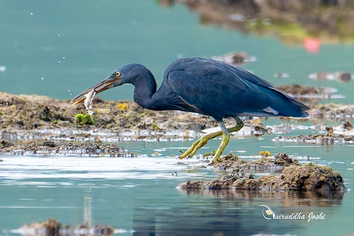 Riffreiher - ML645111105