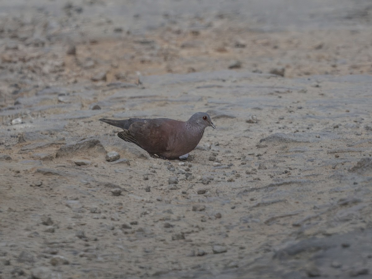 Madagaskartaube - ML645111106