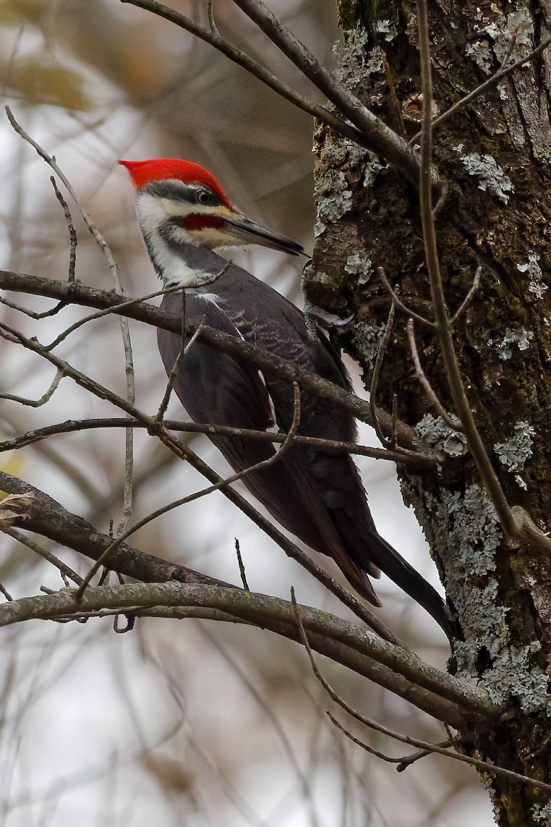 Helmspecht - ML645111107