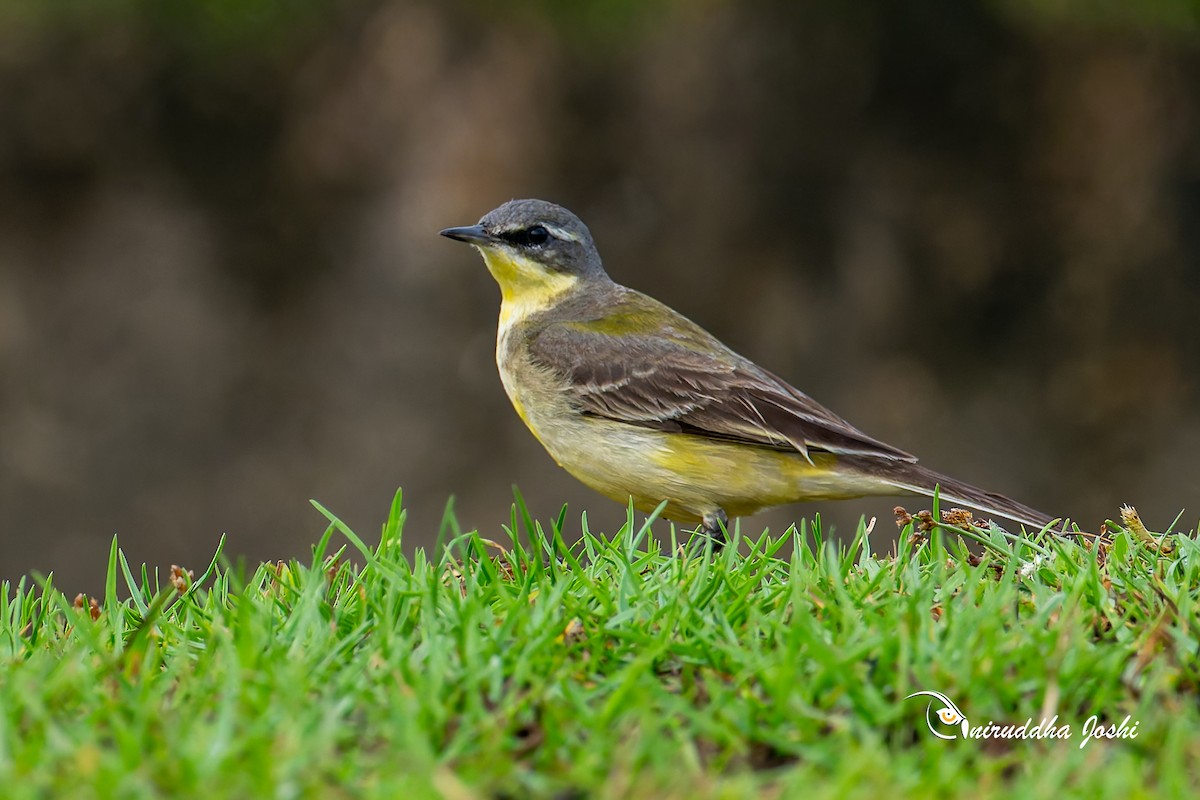 Tschuktschenstelze - ML645111108