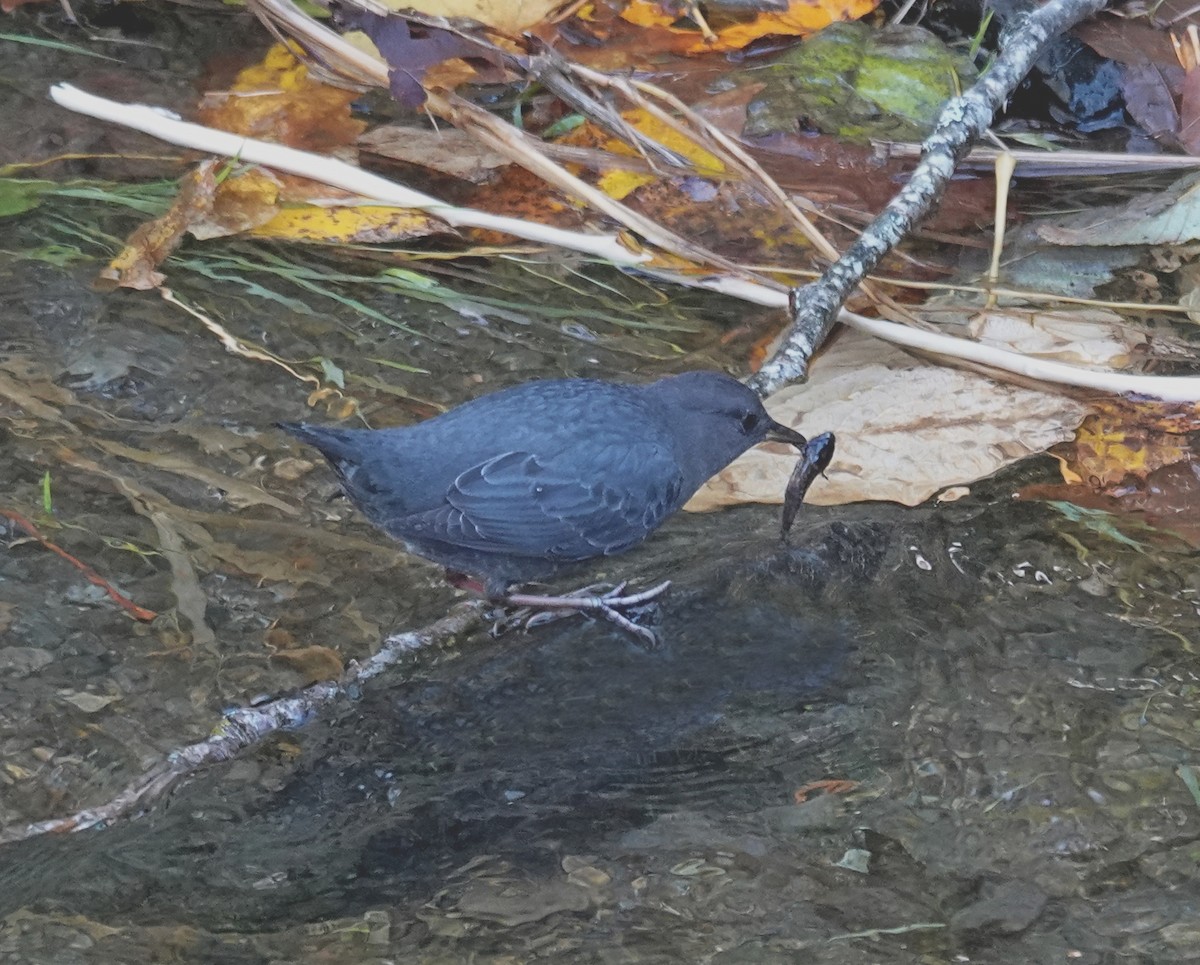 American Dipper - ML645111112