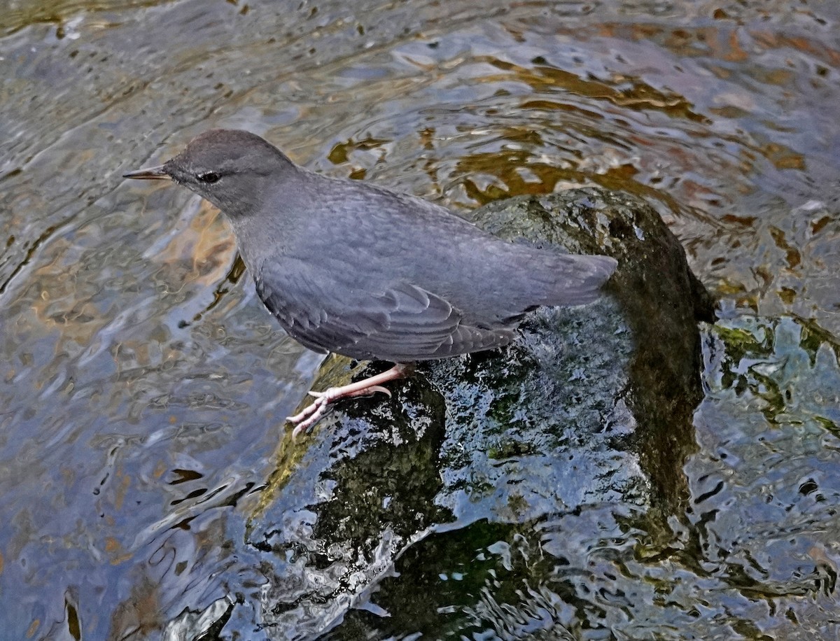 American Dipper - ML645111113