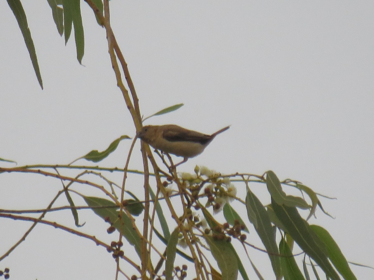 African Silverbill - ML645111116